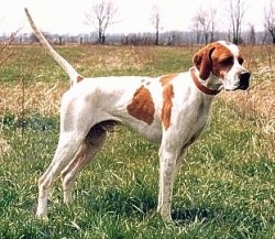 Side view - A white with red Pointer dog is standing in grass and it is looking to the right.