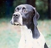 Close up front side view head shot - A white with black Pointer is sitting in grass and looking to the left.