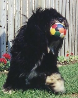 A black with tan and white Polish Lowland Sheepdog has a colorful mini soccer ball in its mouth and it is sitting in grass. There is a wooden fence and red flowers behind it.