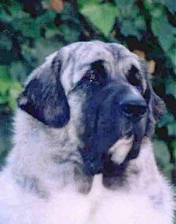 Close up head shot - A white with grey and black Pyrenean Mastiff is sitting in grass and it is looking to the right. There is a green bush behind it.