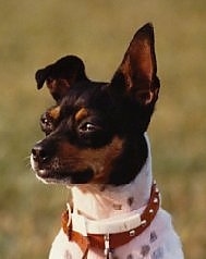 Close up head and shoulder shot - A white with black and brown Rat Terrier is sitting in grass looking to the left. Its left ear is flopped over and its right ear is standing straight up. Its squinting eyes are buldging.