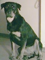 Front view - A black and tan Rottweiler is sitting on a carpet and it is looking forward.