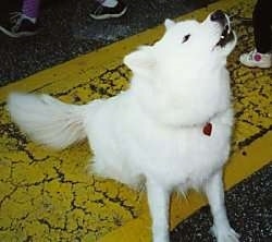 A white Samoyed is sitting on a yellow strip in the aisle of Zerns Farmers Market howling.