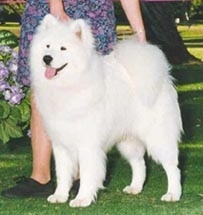 The front left of a white Samoyed that is standing in grass, its mouth is open and its tongue is out. Behind it is a lady wearing a flowered dress touching its head and tail to pose it in a show stack.