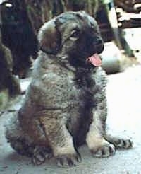 A small fluffy black and tan Sarplaninac puppy is sitting on a concrete surface, it is looking up and to the right. Its mouth is open and its tongue is out.
