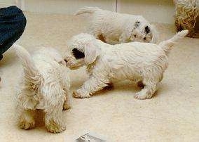 A litter of three Sealyham Terrier puppies are standing on a carpet and they are sniffing each other. One puppy has black around one of its eyes with a white body, the other has a black spot next to its ear with a white body and the other puppy is pure white.