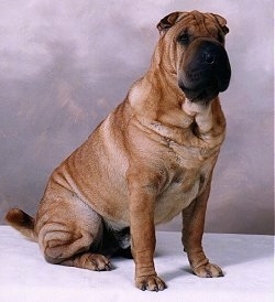 A wrinkly, tan Chinese Shar-Pei is sitting on a surface, there is a backdrop behind it, its head is turned forward, but it is looking to the right. It has a very square looking black muzzle with squinty black eyes.