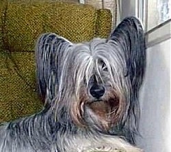 Close up - A grey and black with brown Skye Terrier is laying on a chair in front of a window and it is looking forward. It has perk ears with long hair hanging from them. The hair on its face is covering up its eyes. It has a big black nose.