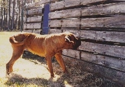 The right side of a brown with black Tosa dog  standing across a grass surface and it is looking through the holes in a wooden structure in front of it.
