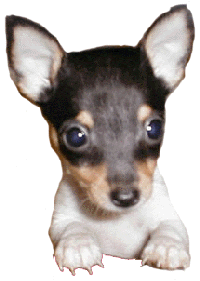 Close up - An image of a white with black and tan Toy Fox Terrier puppy has cut off of its original background. It has wide perk ears that are set far apart.