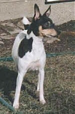 Close up front view - A white with black and tan Toy Fox Terrier is standing in a yard and it is looking to the right. The dog has perk ears.