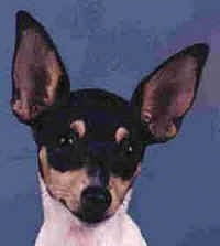 Close up head shot - A white with black and tan Toy Fox Terrier is sitting on a blue backdrop and it is looking forward. The dog has large perk ears that are set wide apart.