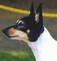 Close up side view - The front right side of a white with black and tan Toy Fox Terriers face. The dog has big perk ears. Its body is white and its head is black and brown. It has a black nose.
