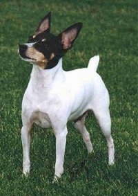 Front side view - A white with black and tan Toy Fox Terrier is standing across a grass surface, it is looking up and to the left. The dogs body is all white and its head is black with brown.