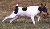 Action shot - The right side of a white with black and tan Toy Fox Terrier that is rurnning in grass.