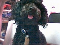 Close up - A black Toy Poodle is sitting in a crate, it is looking forward, its mouth is open and its tongue is sticking out. 