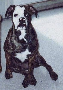 A dark brown, brindle with white Valley Bulldog is sitting on a carpet and it is looking forward. The dog has a big head and a wide chest with a pushed back snout.