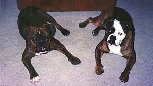 Two wide Valley Bulldogs are laying down on a carpet and they are looking up. The dogs have big heads.