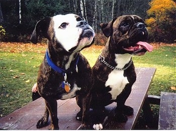 Close up front view - Two Valley Bulldogs are standing and sitting on a picnic table, they both are looking up and to the right. They have black noses and black lips.