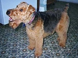 Welsh Terrier Dog Breed Information and Pictures