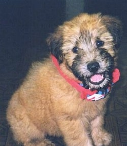 The front right side of a small fluffy, brown with black Soft Coated Wheaten Terrier that is sitting on a hardwood floor. Its head is tilted to the left, its mouth is open and it looks like it is smiling.