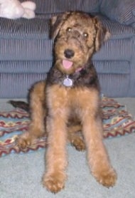 A black with tan Airedale Terrier puppy is sitting on a carpet, on a blanket and there is a couch behind it.
