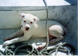 The left side of a white American Bulldog puppy laying against the side of a boat next to a rope.