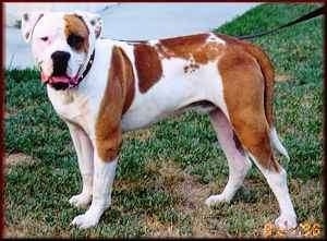 The left side of a brown and white American Bulldog it has on a leash, it is standing acros grass and it is looking forward.