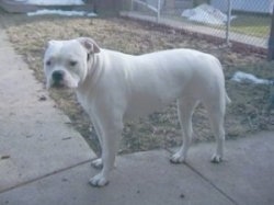 The left side of a white American Bulldog that is standing on walk way to a house and there is a fence behind it.