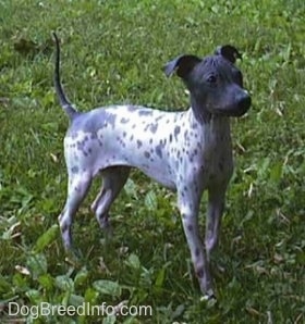 American Hairless Terrier playing outdoor