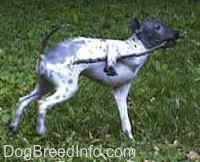 The right side of a white with gray American Hairless Terrier that is walking across grass carrying a stick. The stick its caught under its front right arm.