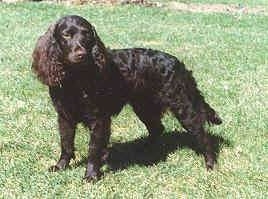 The left side of a black American Water Spaniel that is standing in a yard and it is looking forward.