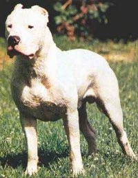 A Dogo Argentino is standing in a field and looking forward