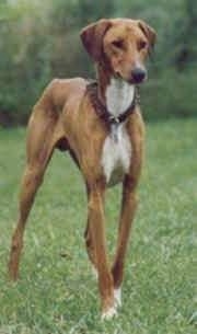 The front right side of a brown with white Azawakh Hound that is standing in a grass field and it is looking to the right.