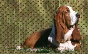 Basset Hound laying in grass with a tiled background behind it