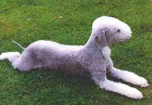 A curly coated gray and white dog laying in grass.