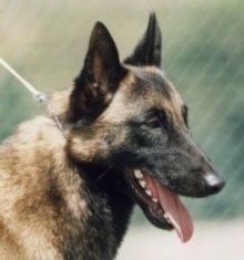Close Up - Marcus the Belgian Malinois looking to the left with its mouth open and tongue out