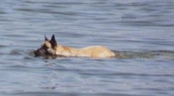 Angel the Belgian Malinois swimming in Ocean City, MD