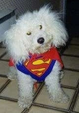 Jake the Bichon Frise dressed up as Krypto the Superdog while standing on a tiled floor
