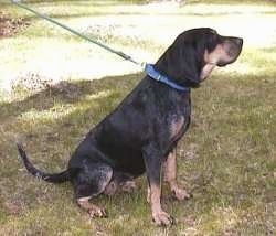 A black with tan Coonhound is sitting in grass looking to the right