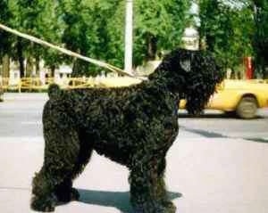 Left Profile - Black Russian Terrier looking into the distance with a yellow car driving in the background