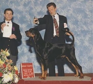 American Black and Tan Coonhound standing on a show platform with two men