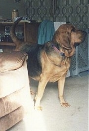 Belle the Bloodhound standing next to a recliner chair