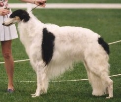 Right Profile - CH. Swiftess Brother to Dragons the Borzoi standing and being led by a person wearing a skirt at a dog show