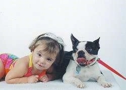 Buddy the Boston Terrier laying on a pillow next to a toddler