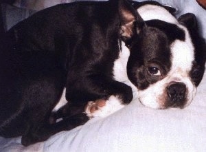 Close Up - Tugger the Boston Terrier laying in a bed with sleepy eyes