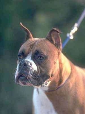 Close Up head shot - Boxer with a leash