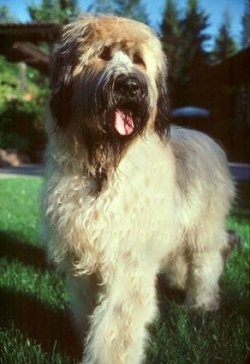 Grendel the Briard standing outside with its mouth open and tongue out