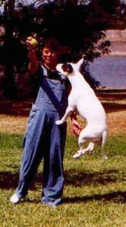 Tora the Bull Terrier in mid-air jumping at a tennis ball being held by a person