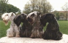 Four Cesky Terriers are sitting on a rock and looking to the left